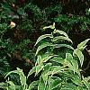 Eupatorium rugosum 'Chocolate'