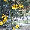 Helianthus angustifolius
