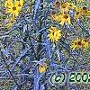 Helianthus angustifolius