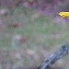 Helianthus angustifolius