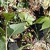 Helianthus dowellianus