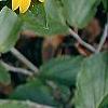 Helianthus dowellianus