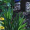 Heliopsis helianthoides 'Loraine Sunshine' PP 1069