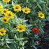 Heliopsis helianthoides 'Loraine Sunshine' PP 1069