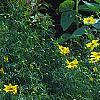 Heliopsis helianthoides 'Loraine Sunshine' PP 1069