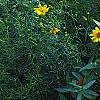 Heliopsis helianthoides 'Loraine Sunshine' PP 1069