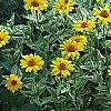 Heliopsis helianthoides 'Loraine Sunshine' PP 1069