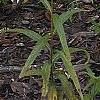 Helianthus verticillatus
