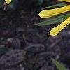Helianthus verticillatus