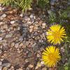Inula ensifolia 'Compacta', habit