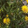 Inula ensifolia 'Compacta', habit