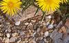 Inula ensifolia 'Compacta', habit