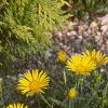 Inula ensifolia 'Compacta', habit