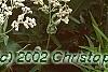 Parthenium integrifolium