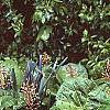 Petasites hybridus, habit