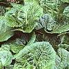 Petasites hybridus, habit