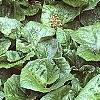 Petasites hybridus, habit