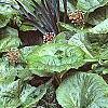 Petasites hybridus, habit