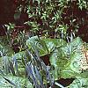 Petasites hybridus, habit
