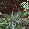 Petasites hybridus, habit