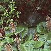 Petasites hybridus, habit