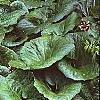 Petasites hybridus, habit