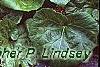 Petasites hybridus, habit