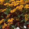Rudbeckia 'Indian Summer', habit