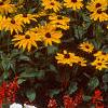 Rudbeckia 'Indian Summer', habit