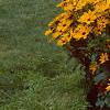 Rudbeckia 'Indian Summer', habit