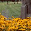 Rudbeckia 'Indian Summer', habit