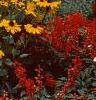 Rudbeckia 'Indian Summer', habit