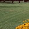 Rudbeckia 'Indian Summer', habit