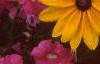 Rudbeckia 'Indian Summer', flowers