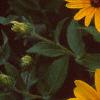 Rudbeckia 'Indian Summer', flowers