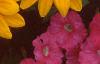 Rudbeckia 'Indian Summer', flowers