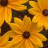 Rudbeckia 'Indian Summer', flowers