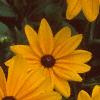 Rudbeckia 'Indian Summer', flowers