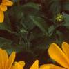 Rudbeckia 'Indian Summer', flowers