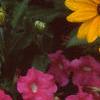 Rudbeckia 'Indian Summer', flowers
