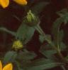 Rudbeckia 'Indian Summer', flowers