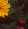 Rudbeckia 'Indian Summer', flowers
