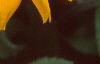 Rudbeckia 'Indian Summer', flowers