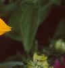 Rudbeckia 'Indian Summer', flowers