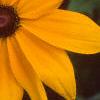 Rudbeckia 'Indian Summer', flowers