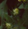 Rudbeckia 'Indian Summer', flowers