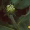 Rudbeckia 'Indian Summer', flowers