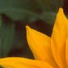 Rudbeckia 'Indian Summer', flowers