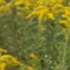 Solidago canadensis, flowers