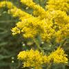 Solidago canadensis, flowers